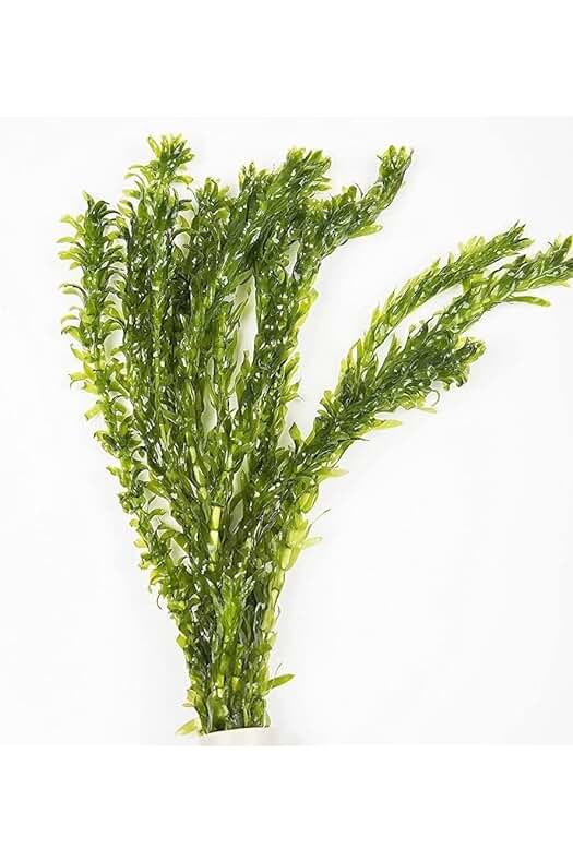 Elodea densa: Plantas acuáticas ideales para oxigenar acuarios y estanques.